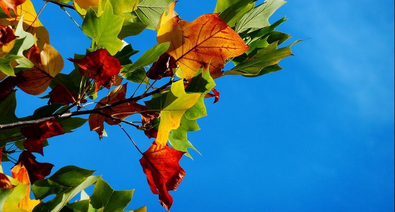 SGI Canada's Goals toward October 2 and November 18