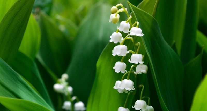 Building a Garden of Harmony and Happiness with the Supreme Philosophy of Nichiren Buddhism