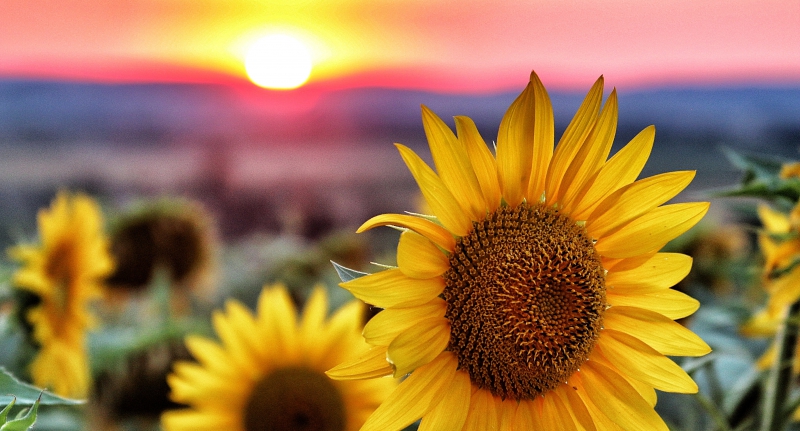 Sending Forth the Brilliant Light of “Establishing the Correct Teaching for the Peace of the Land”