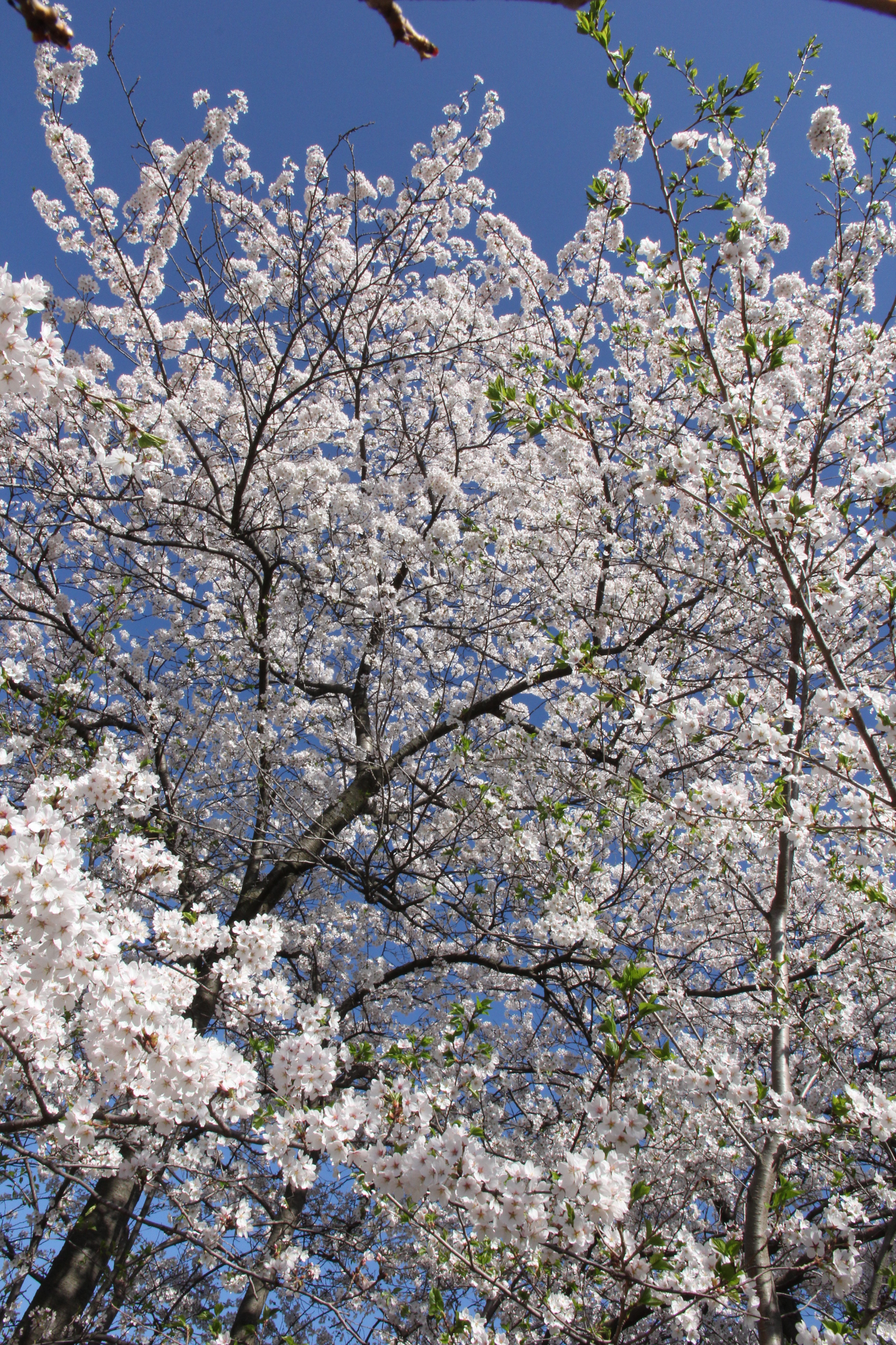 Cherry Blossoms